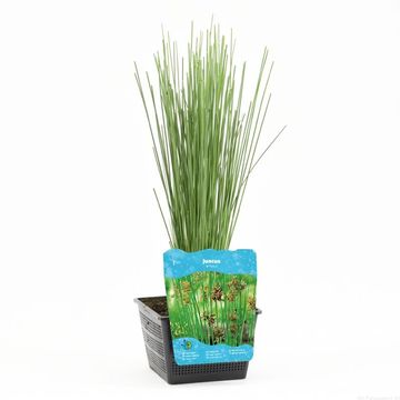 Juncus inflexus