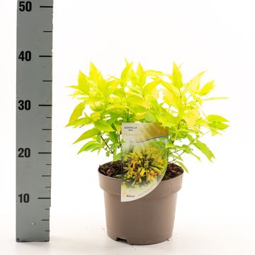 Diervilla rivularis HONEYBEE