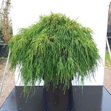 Chamaecyparis pisifera 'Sungold'