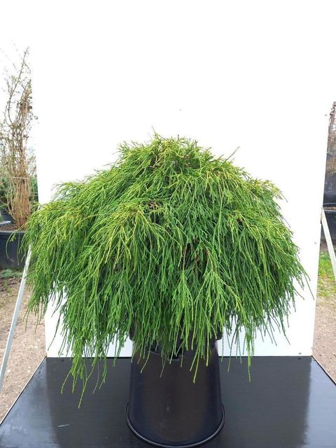 Chamaecyparis pisifera 'Sungold'
