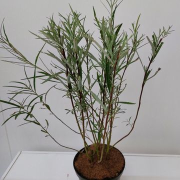Salix rosmarinifolia