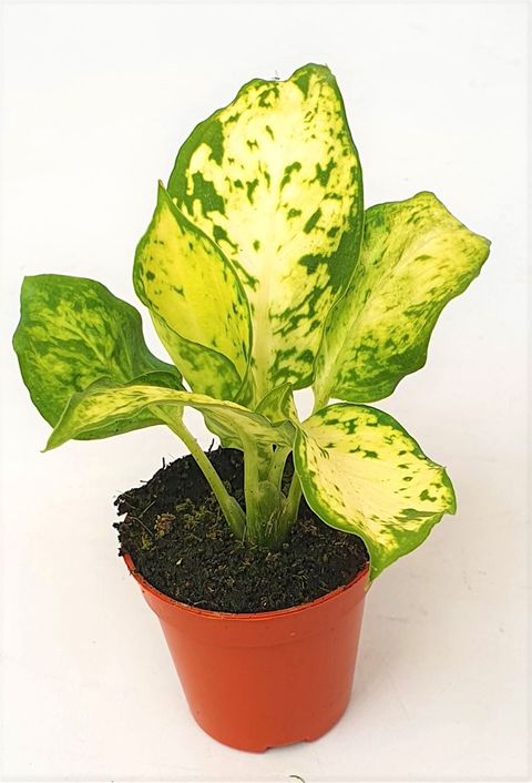 Dieffenbachia 'Amy'