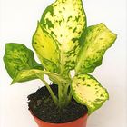 Dieffenbachia 'Amy'