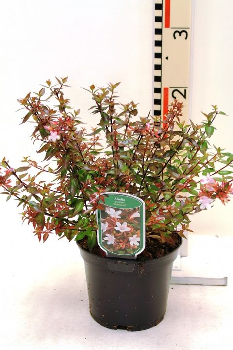 Abelia x grandiflora 'Sherwood'