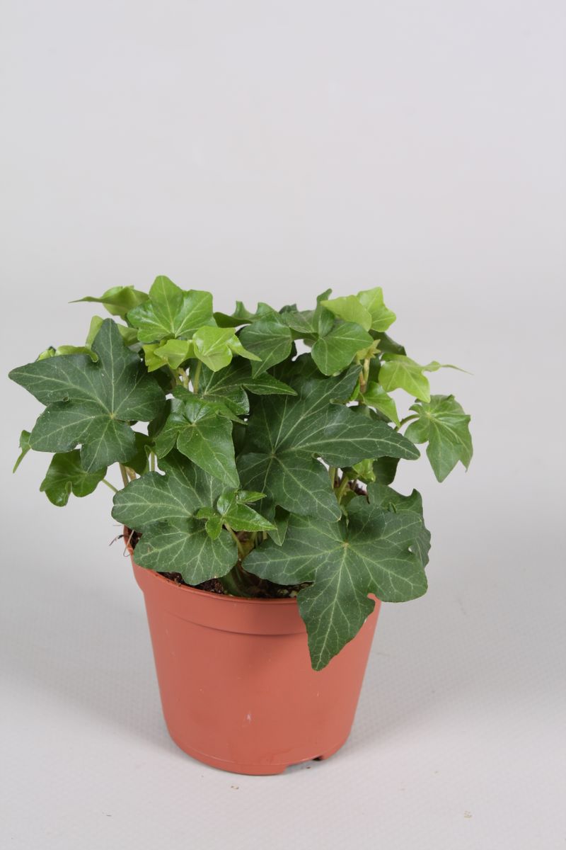 Hedera Helix FlorAccess hedera-helix-floraccess