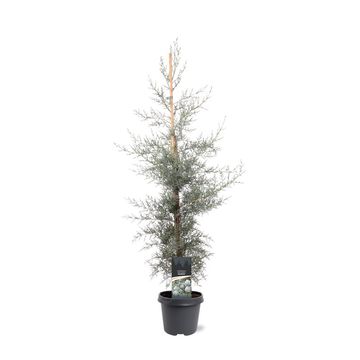 Cupressus arizonica 'Glauca'