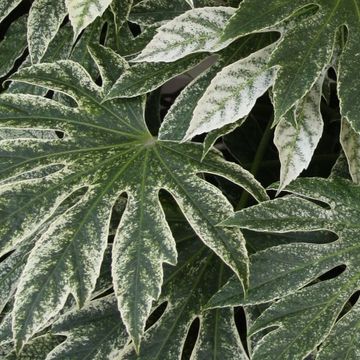 Fatsia japonica 'Spider's Web'