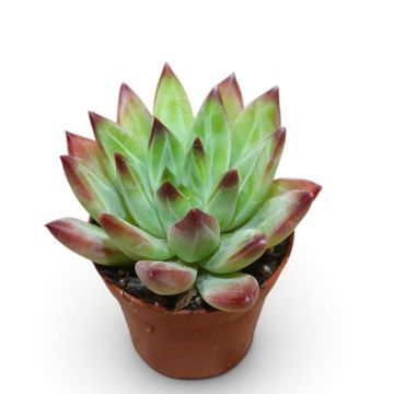 Echeveria hookeri 'Rubra'