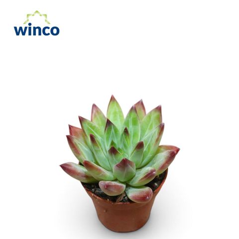 Echeveria hookeri 'Rubra'