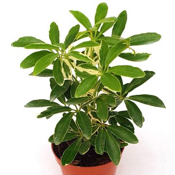 Schefflera arboricola 'Moondrop'