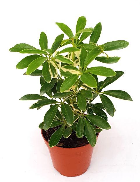 Schefflera arboricola 'Moondrop'