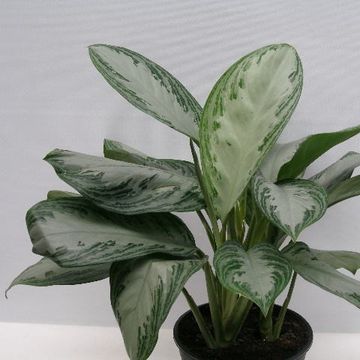 Aglaonema 'Silver Bay'