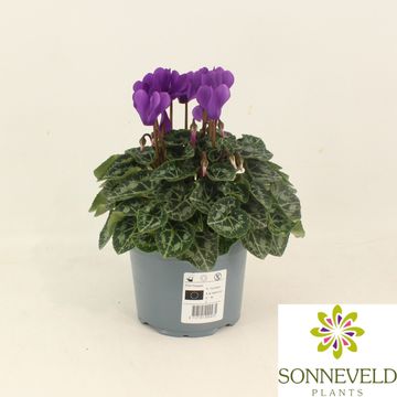 Cyclamen persicum SUPER SERIE DRAGON BLUE