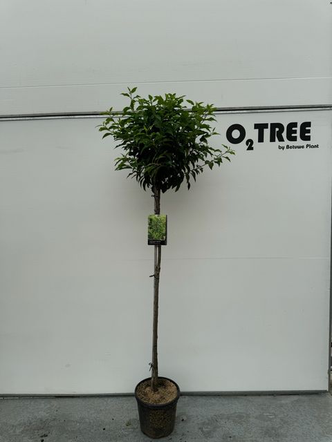 Prunus lusitanica 'Angustifolia'