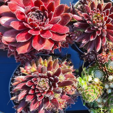 Sempervivum MIX
