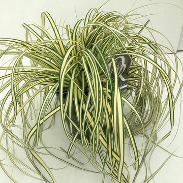 Carex oshimensis 'Evergold'