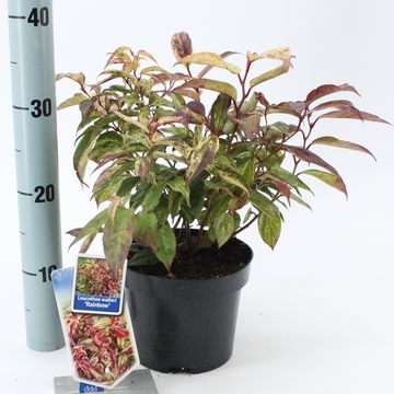 Leucothoe fontanesiana 'Rainbow'