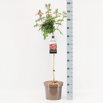 Rosa FOR YOUR EYES ONLY