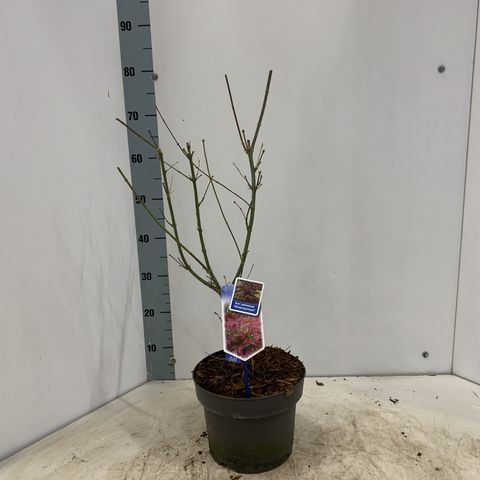 Acer palmatum 'Atropurpureum'