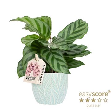 Calathea concinna 'Freddy'