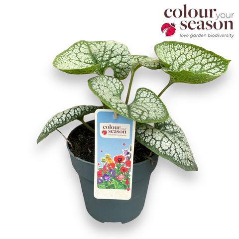 Brunnera macrophylla 'Sea Heart'