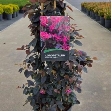 Лоропеталум chinense 'Файр Дэнс'