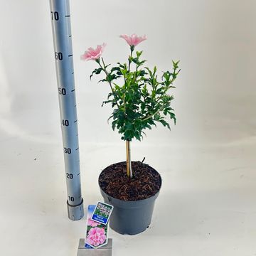 Hibiscus syriacus PINK CHIFFON