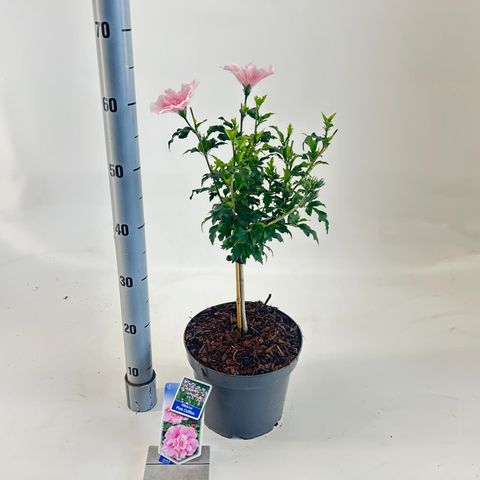 Hibiscus syriacus PINK CHIFFON