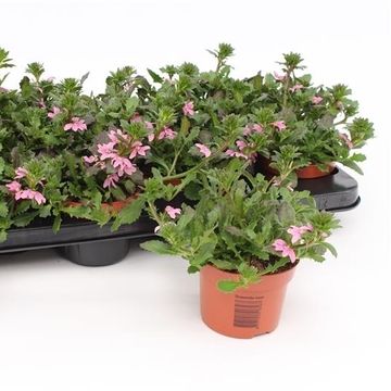 Scaevola SURDIVA PINK BLUE
