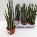 Sansevieria cylindrica 'Nina'