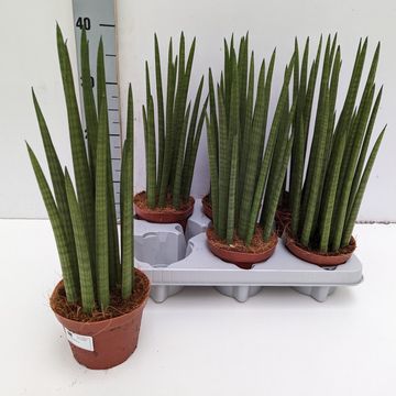 Sansevieria cylindrica 'Nina'