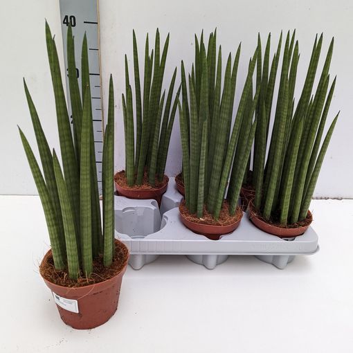 Sansevieria cylindrica 'Nina'