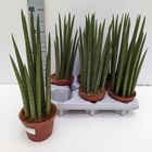 Sansevieria cylindrica 'Nina'