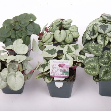 Cyclamen coum MIX