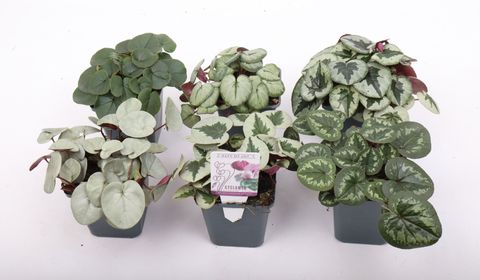 Cyclamen coum MIX