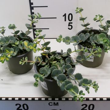 Sedum sieboldii 'Mediovariegatum'