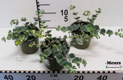 Sedum sieboldii 'Mediovariegatum'