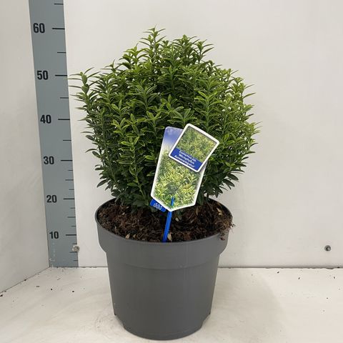 Euonymus japonicus 'Microphyllus Aureovariegatus'