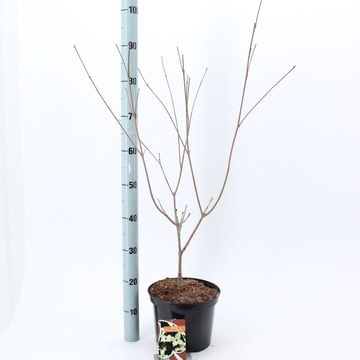 Cornus kousa 'Wieting's Select'