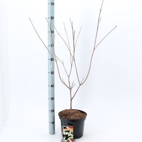 Cornus kousa 'Wieting's Select'