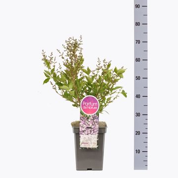Syringa patula 'Miss Kim'