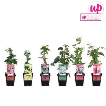 Plantes grimpantes MIX