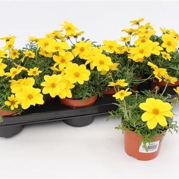 Bidens ferulifolia SOLAIRE COMPACT