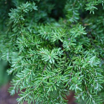 Tsuga canadensis 'Jeddeloh'