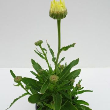 Leucanthemum BROADWAY LIGHTS
