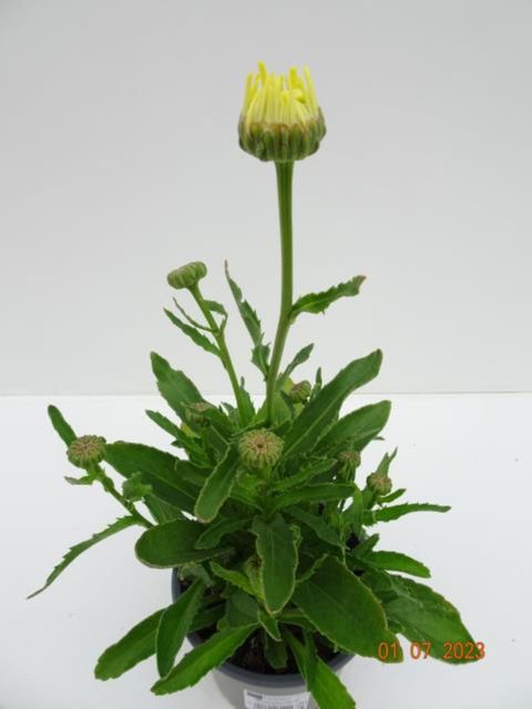 Leucanthemum БРОДВЕЙ ЛАЙТС