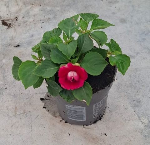 Impatiens GLIMMER DOUBLE BURGUNDY