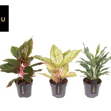 Aglaonema MIX