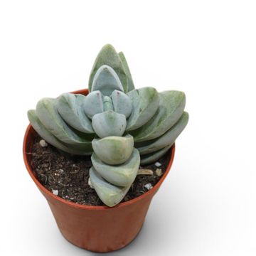 Crassula 'White Ben'