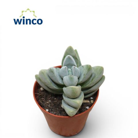 Crassula 'White Ben'